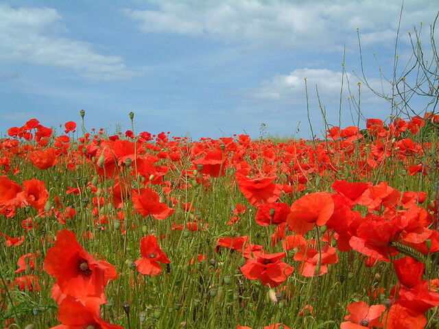 File:Poppies.jpg