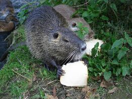 Nutria heiligenhaus