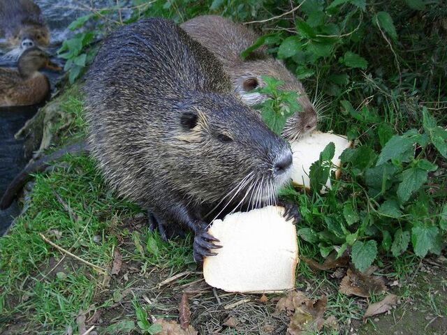 File:Nutria heiligenhaus.jpg