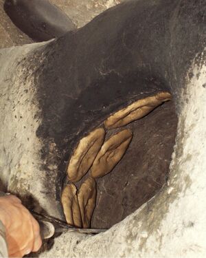 Sabur Achtari Tandoor Oven