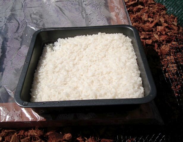 File:Solar Nest cooked rice.jpg