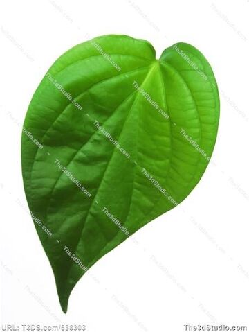 File:Betel leaf.jpg