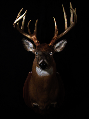 File:Deer head.png