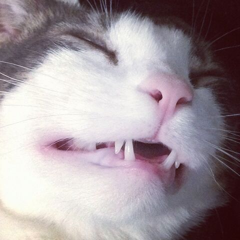 File:Funny cat.jpg
