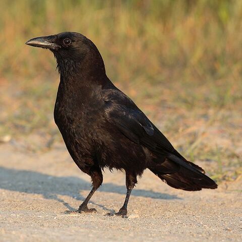 File:600px-Corvus-brachyrhynchos-001.jpg