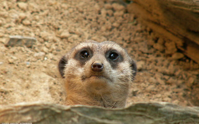 File:Meerkat Peek.jpg