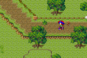 Fox Forest 1