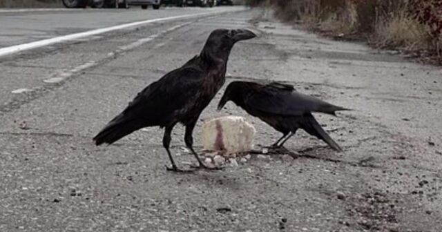 File:Crows soa.jpg