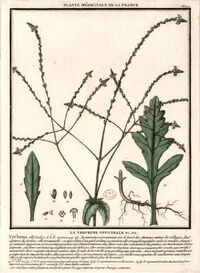Verveine officinale.jpg