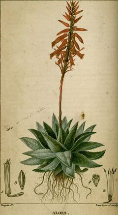 Aloes1.jpg