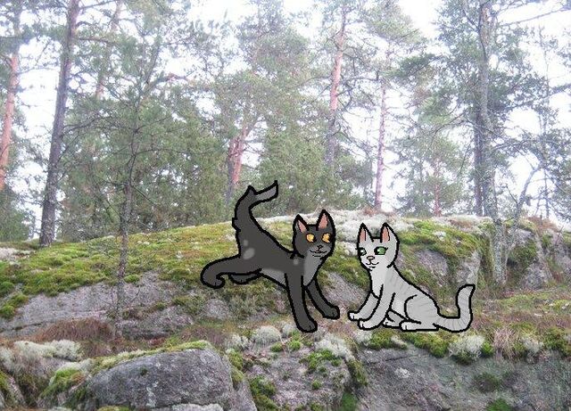 Tiedosto:Kissat.jpg