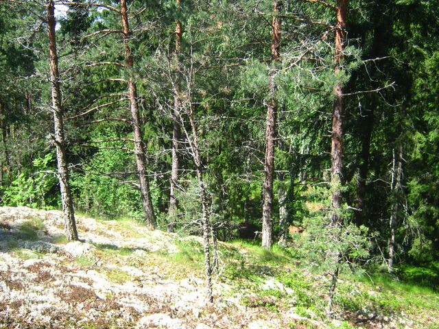 Tiedosto:GroteFoto-TP6CP8YH.jpg