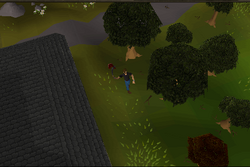 Seer's Village Oak Spot