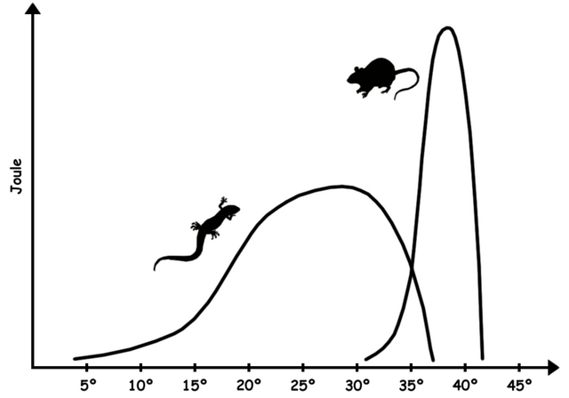 File:Homeothermy-poikilothermy.png