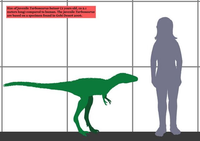 File:Young tarbosaur.jpg