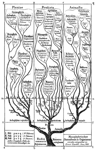File:Haeckel Tree of life.png