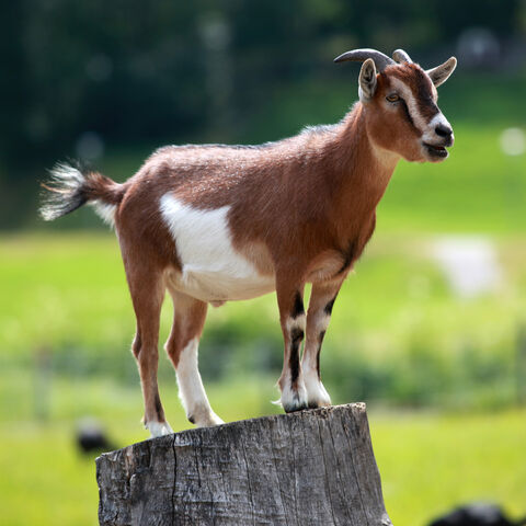 File:Domestic goat.jpg