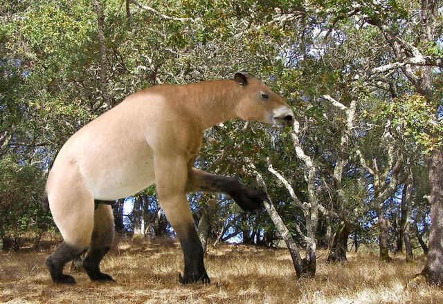 File:Chalicothere.jpg