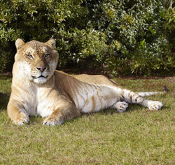 Liger