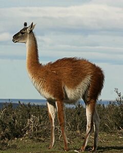 Guanacolope