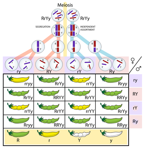 File:Mendel peas.png