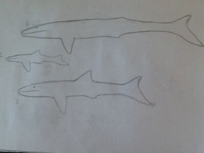 Herpetocetacea