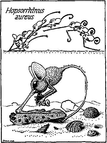 File:Hopsorrhinus.gif