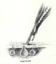 Snow-Bulbs