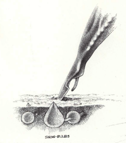 File:Snow-Bulbs.png