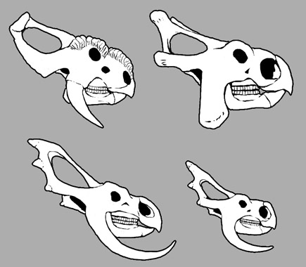 File:Skulls.jpg