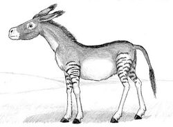 Asinohip