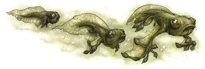Swampwing growth
