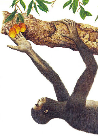 File:Tree dweller.jpg