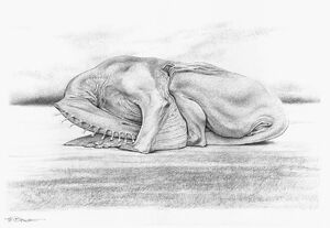 Sleeping stripewing