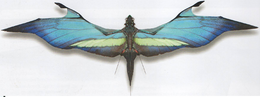 Velocipterus alora