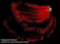 Thumbnail for version as of 18:57, February 16, 2013
