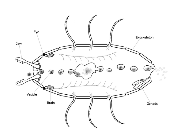 File:2-dimensional fish.png