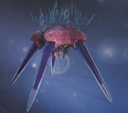 Neocidaris Bruceleei