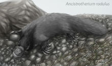Ancisthr