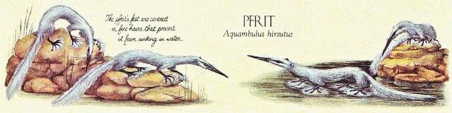 File:After Man - Pfrit.jpg