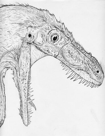 File:Aviphagus.jpg