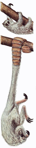 File:Clatta.gif