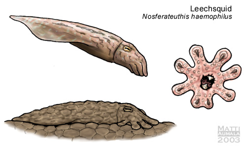 Nosferateuthis