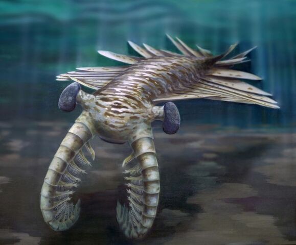 File:Anomalocaris reconstruction REDUCED.jpg