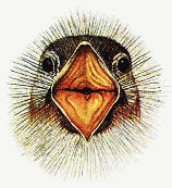 Pilofile open