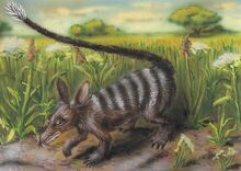 Spinurot