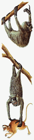 File:Flightless shalloth.gif