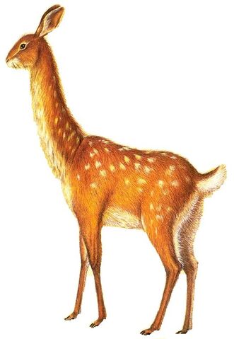 File:Common rabbuck.jpg