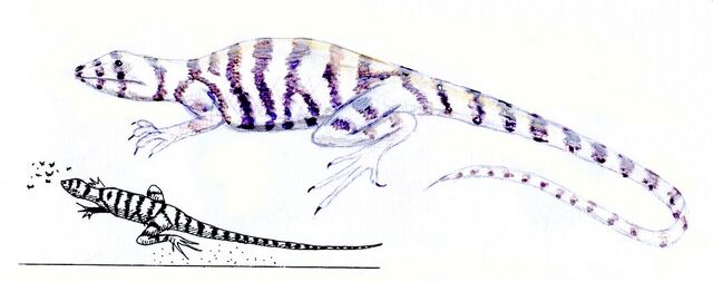 File:Zebra striped lizard 2.jpg