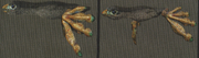 Baby propellonectes